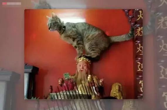 公猫被剪胡子怎么办,猫咪的胡须拔了怎么办