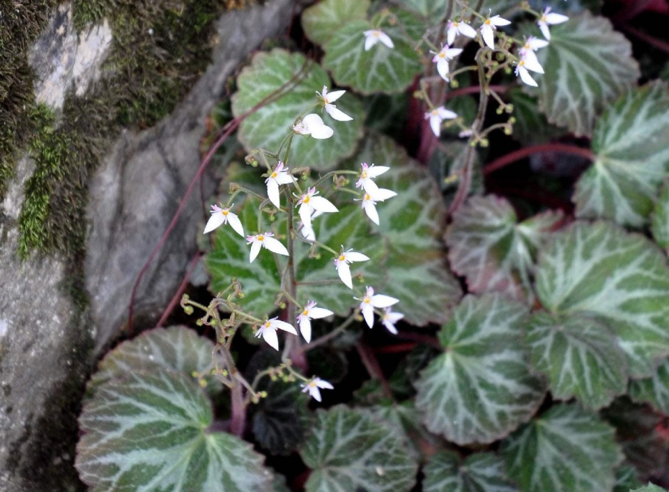农村随处可见的野草很多人还不知,农村常见的野草有奇效