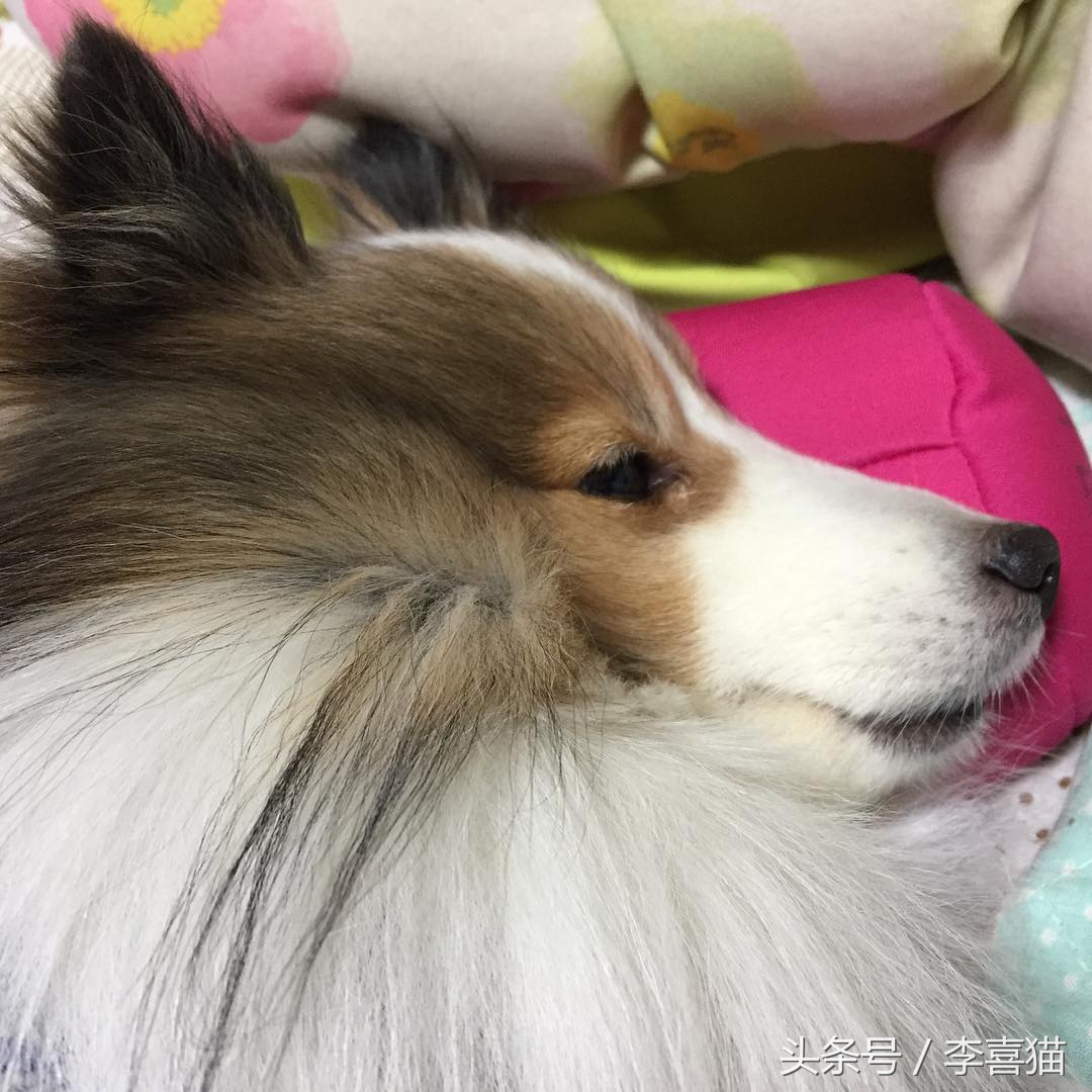 喜乐蒂牧羊犬黑色小时候,喜乐蒂牧羊犬是最聪明的狗吗