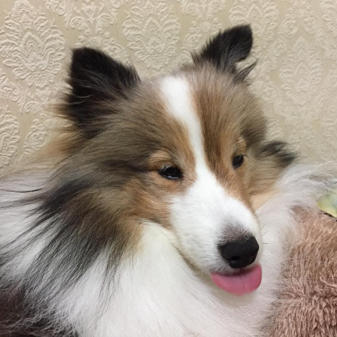 喜乐蒂牧羊犬黑色小时候,喜乐蒂牧羊犬是最聪明的狗吗