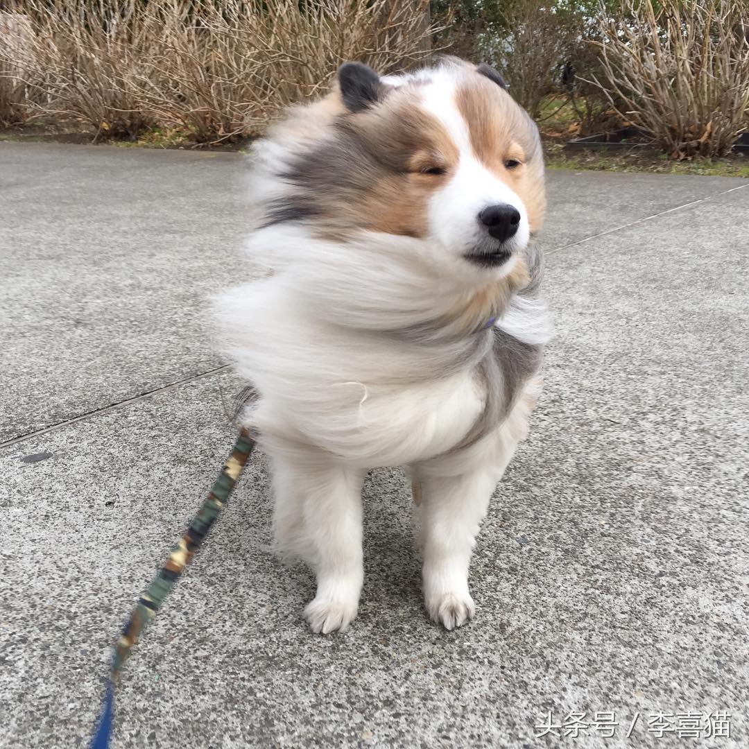 喜乐蒂牧羊犬黑色小时候,喜乐蒂牧羊犬是最聪明的狗吗