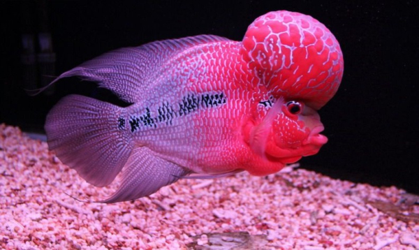 如何养好罗汉鱼的方法,罗汉鱼是小缸养好还是大缸养好