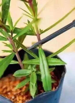 怎么样修剪花最好看,如何修剪花更美观