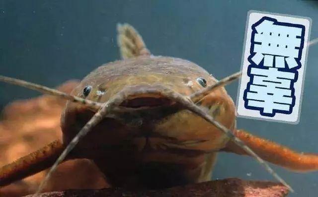 刘雯2019时尚超模,李小璐和刘雯撞衫