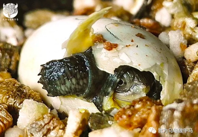 玩龟玩什么品种,龟要怎么养才互动性强