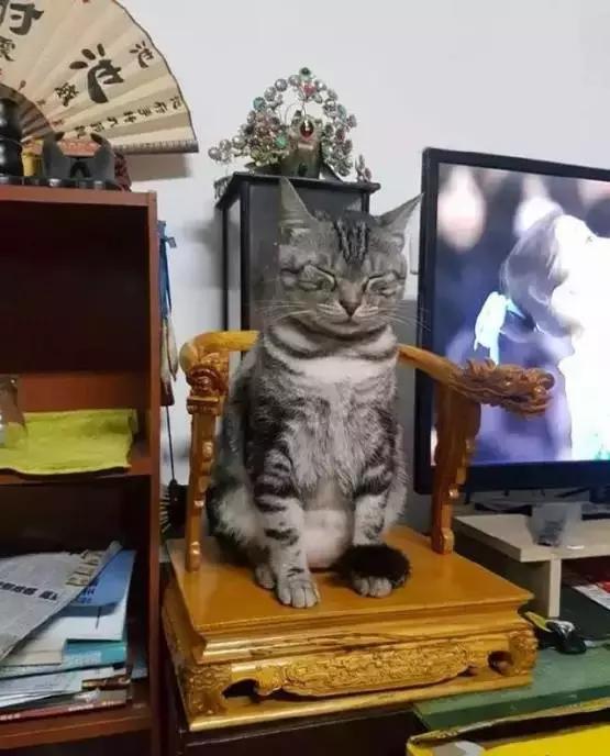 公猫被剪胡子怎么办,猫咪的胡须拔了怎么办