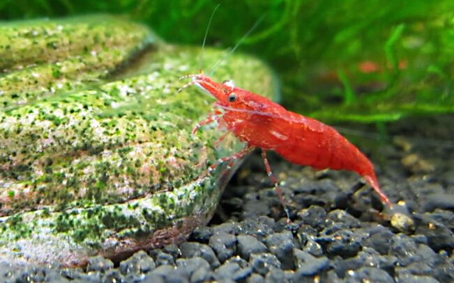 极火虾（水族箱完美搭档）