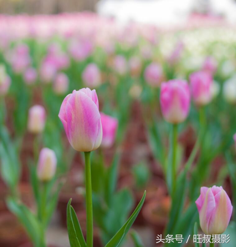 訾洲公园现在还有郁金香花吗,郁金香桂林訾洲公园
