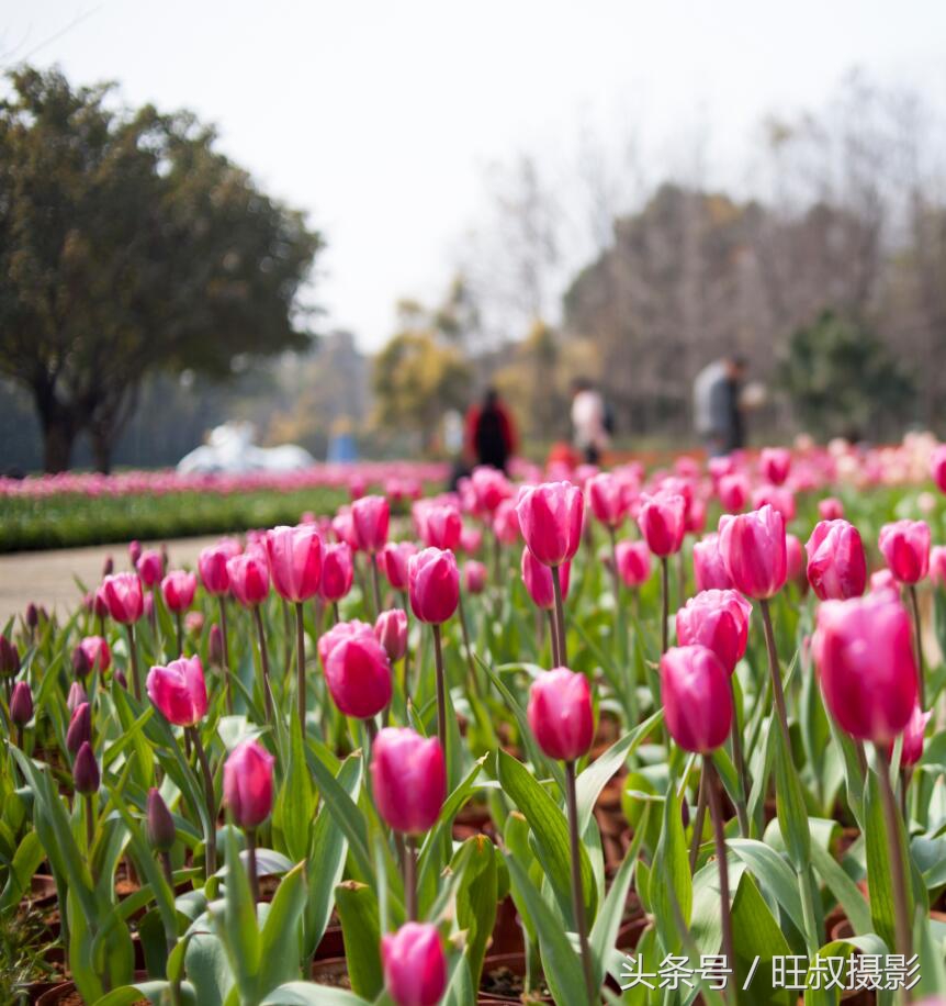 訾洲公园现在还有郁金香花吗,郁金香桂林訾洲公园