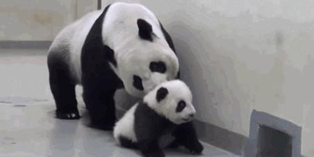 虽然千金难求，但羚羊角的药效可能还比不上布洛芬