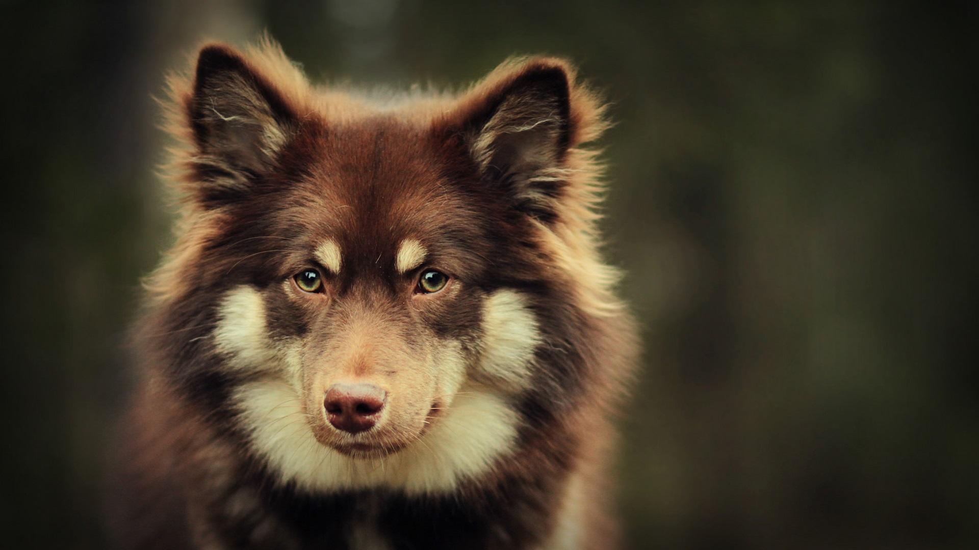 带狗字的成语是什么,关于带狗的成语大全