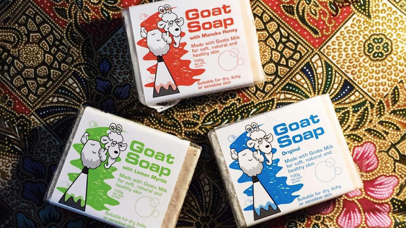 这只小山羊为什么敢跟狗较量,澳洲小山羊