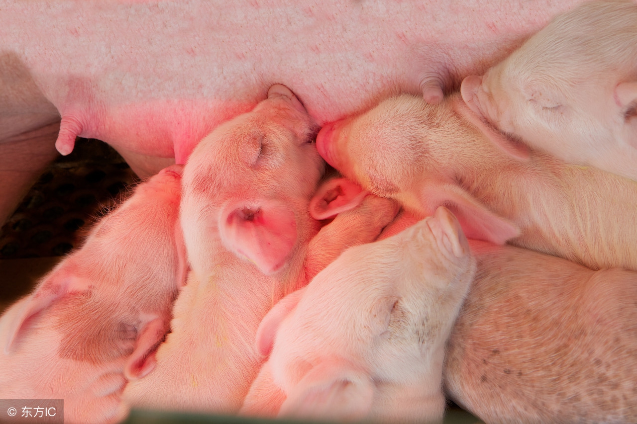 母猪养猪技巧和方法最新,养猪接产员