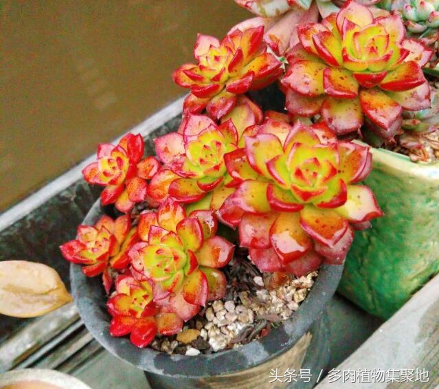 多肉植物浇水过多的后果,多肉植物浇水过多的处理措施