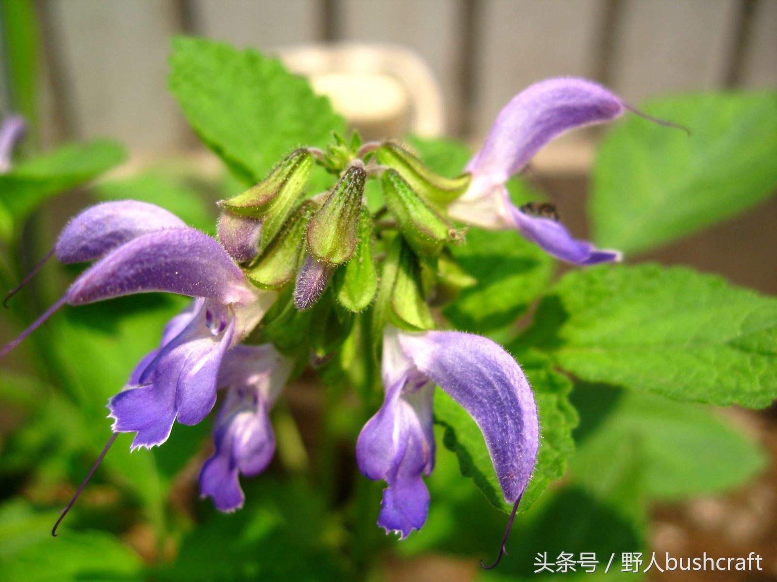孝子“小蛟龙”一片丹心冒死寻药，终于成就这濒临灭绝的天然中药