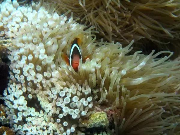 帕劳可以去哪里,帕劳在哪儿