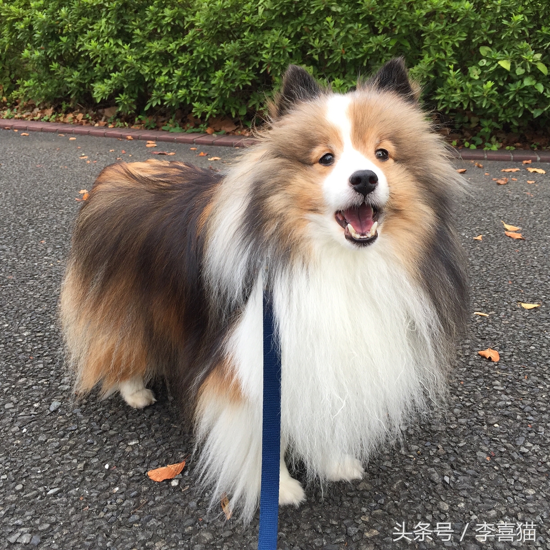 喜乐蒂牧羊犬黑色小时候,喜乐蒂牧羊犬是最聪明的狗吗
