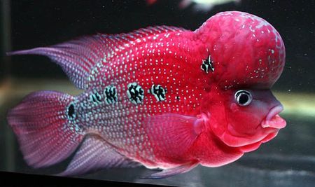 如何养好罗汉鱼的方法,罗汉鱼是小缸养好还是大缸养好