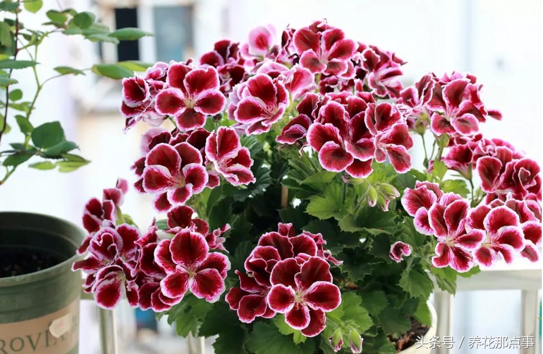 鍏ュ啲闃冲彴鑺辨捣,鍏ュ啲杩樿兘鐪嬪埌鑺辨捣