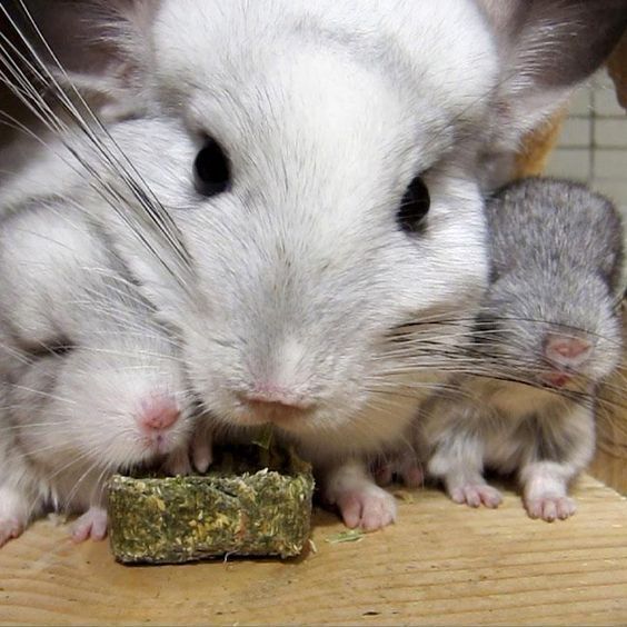 龙猫老了,龙猫能不能活到30岁