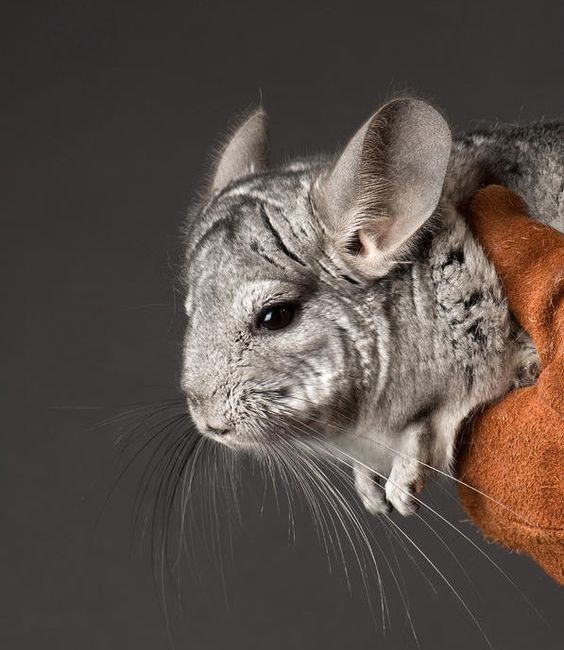 龙猫老了,龙猫能不能活到30岁