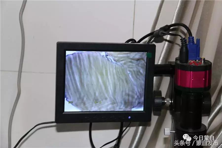 过年了,蒙自的这*猪种**肉千万别买!