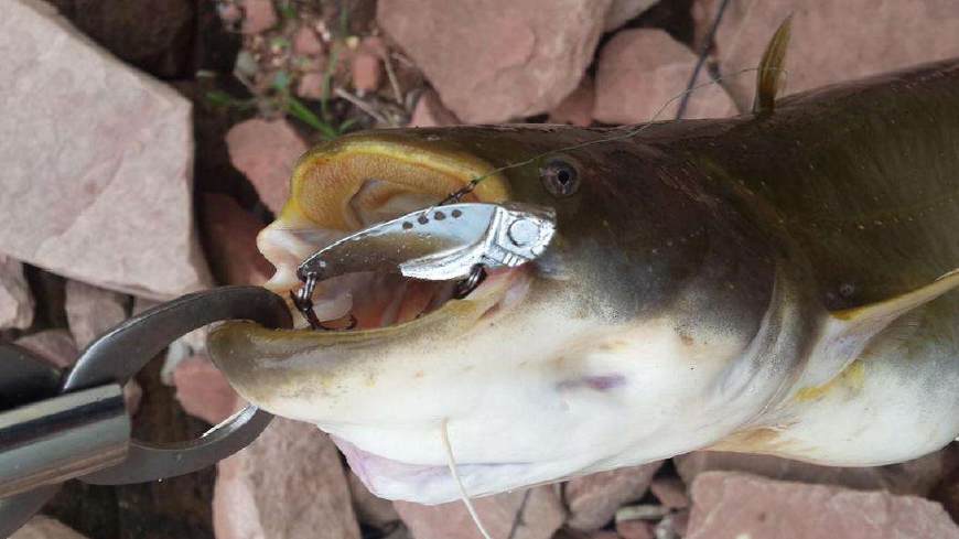 选假饵少走弯路,选路亚饵有什么讲究