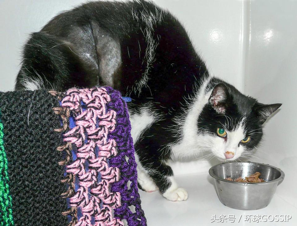 猫咪的手被橡皮筋勒住了3个小时,猫咪被勒住脖子还能救过来吗