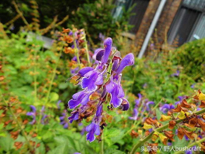 孝子“小蛟龙”一片丹心冒死寻药，终于成就这濒临灭绝的天然中药
