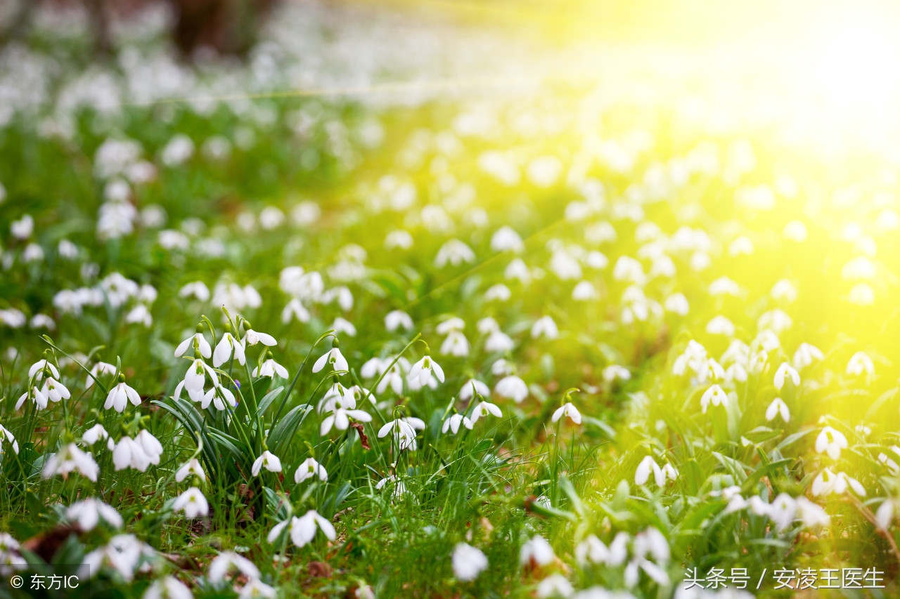 动态血糖曲线分析,血糖数据预测算法