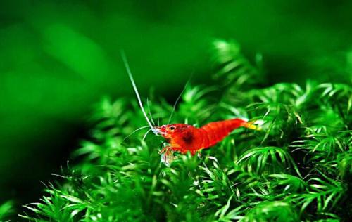 极火虾（水族箱完美搭档）