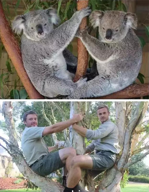 令人捧腹！澳洲管理员模仿动物搞笑照片蹿红网络