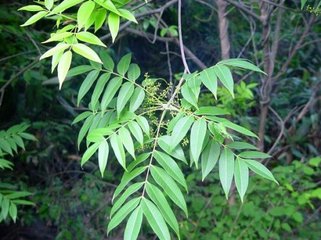 湖南品质高的斫琴用的什么漆,知名斫琴师斫琴用的什么漆