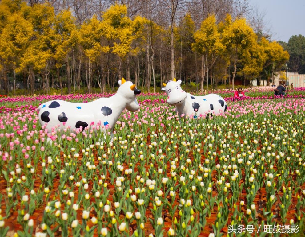 訾洲公园现在还有郁金香花吗,郁金香桂林訾洲公园