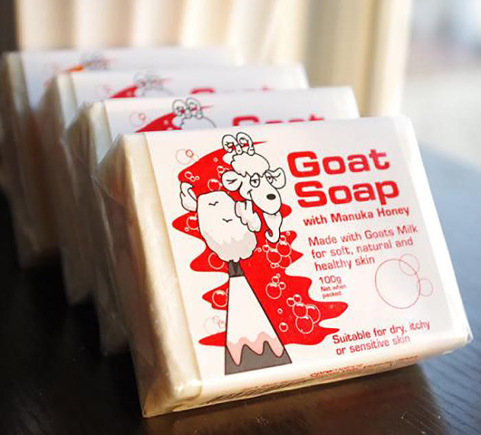 这只小山羊为什么敢跟狗较量,澳洲小山羊