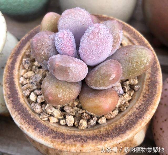 多肉植物浇水过多的后果,多肉植物浇水过多的处理措施