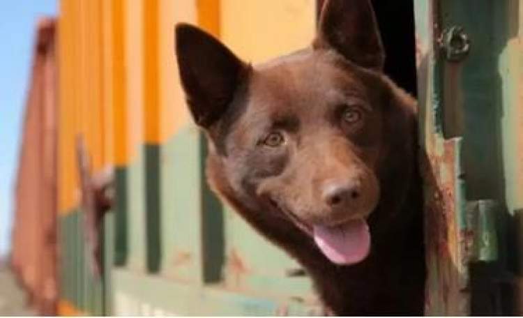 狗年旺旺视频完整版,狗年旺旺2019