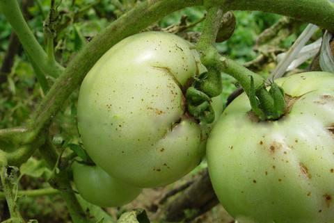 番茄褐斑病用什么药,番茄褐斑病又叫斑疹病