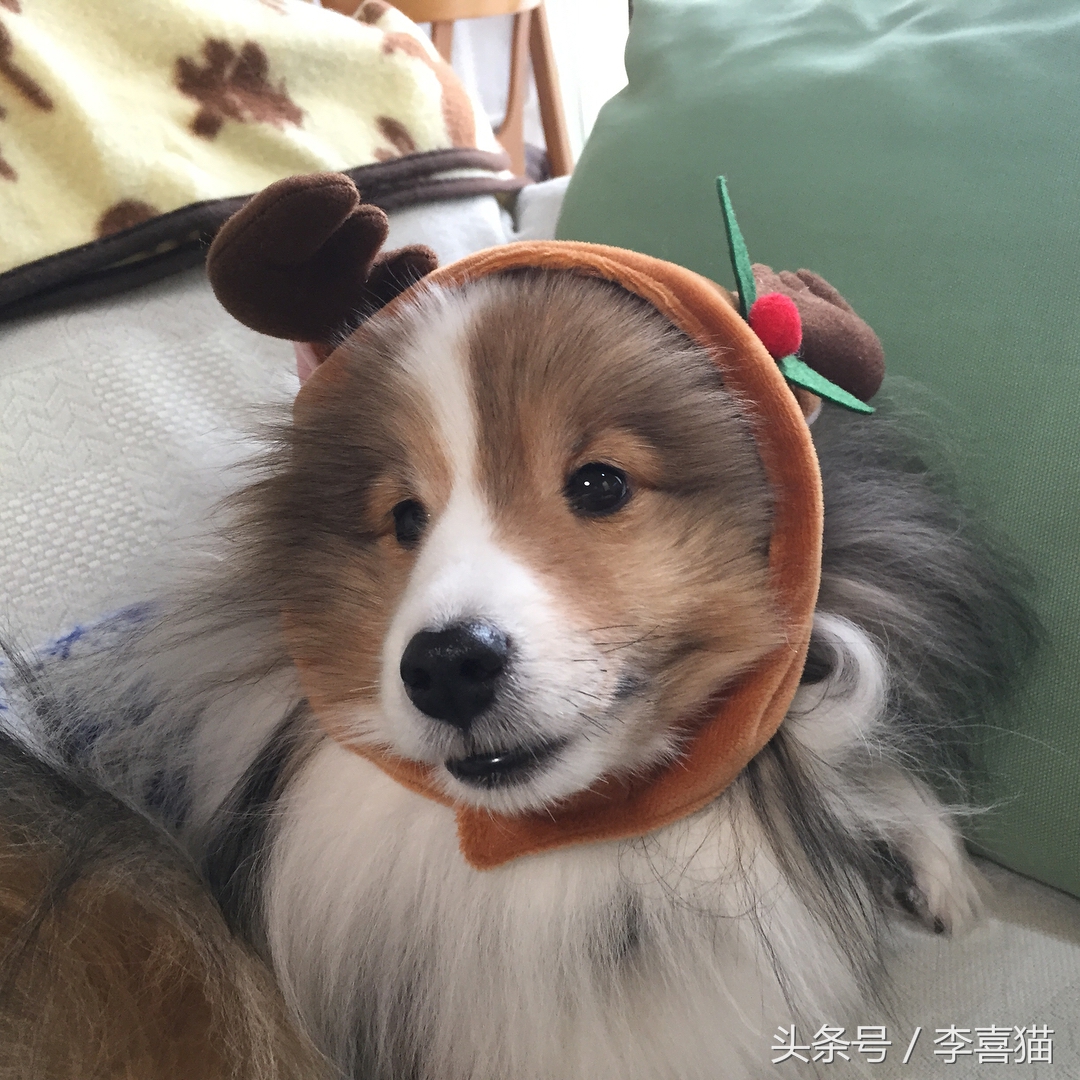 喜乐蒂牧羊犬黑色小时候,喜乐蒂牧羊犬是最聪明的狗吗