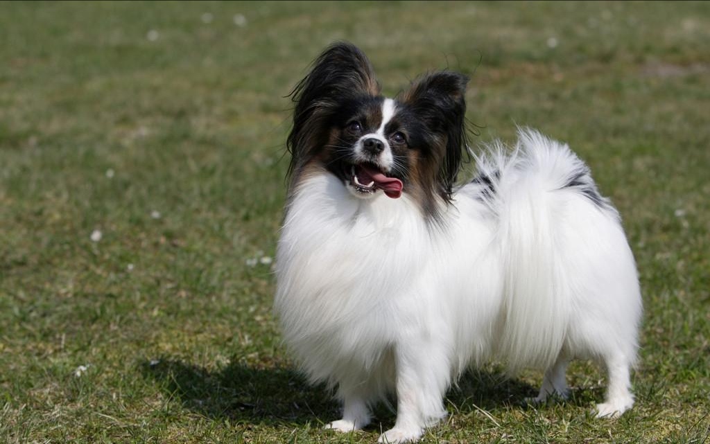 纯种蝴蝶犬和普通蝴蝶犬什么区别,蝴蝶犬的优缺点有哪些表现