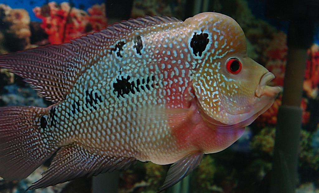 如何养好罗汉鱼的方法,罗汉鱼是小缸养好还是大缸养好