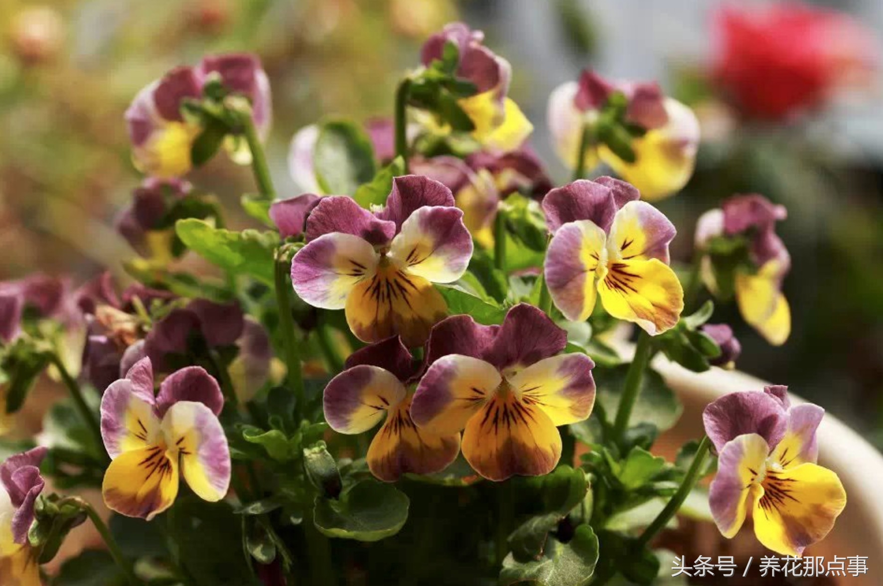 鍏ュ啲闃冲彴鑺辨捣,鍏ュ啲杩樿兘鐪嬪埌鑺辨捣