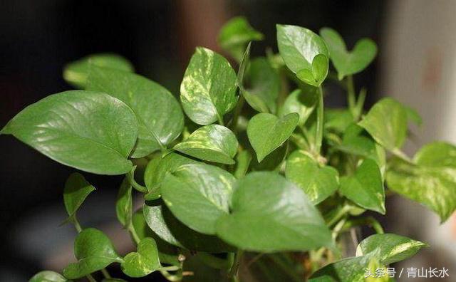绿萝水培黄叶和烂根什么原因,水培绿萝烂根黄叶家庭小妙招