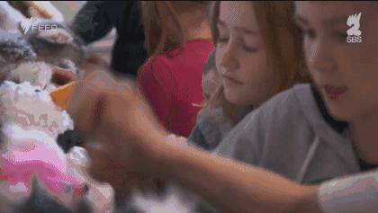 坎贝尔泰迪熊,坎贝尔金丝熊