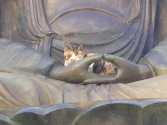 公猫被剪胡子怎么办,猫咪的胡须拔了怎么办