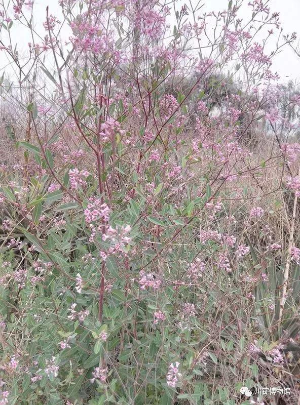 永昌骊靬古城夏天图片,永昌骊靬古城有餐饮吗