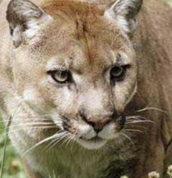 财神最旺的客厅布局,客厅应该放五福财神还是五路财神