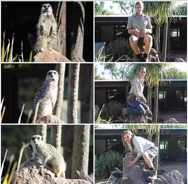 令人捧腹！澳洲管理员模仿动物搞笑照片蹿红网络