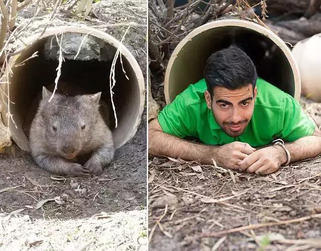 令人捧腹！澳洲管理员模仿动物搞笑照片蹿红网络