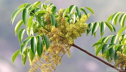 湖南品质高的斫琴用的什么漆,知名斫琴师斫琴用的什么漆